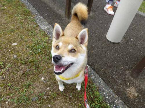 P1030775+AZUKI.jpg