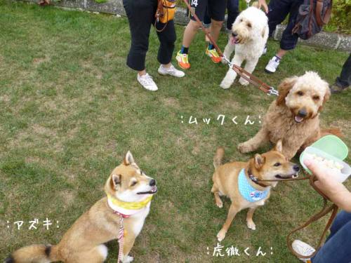 P1030827+AZUKI.jpg