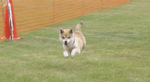 P1030936+AZUKI.jpg