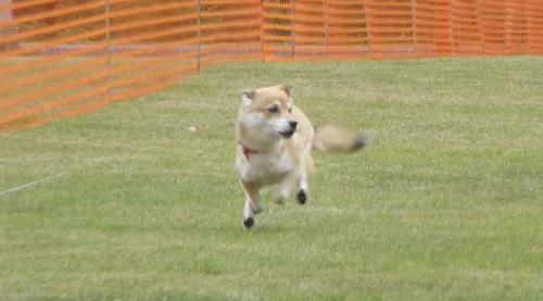 P1030939+AZUKI.jpg