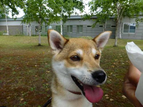 P1040108+AZUKI.jpg