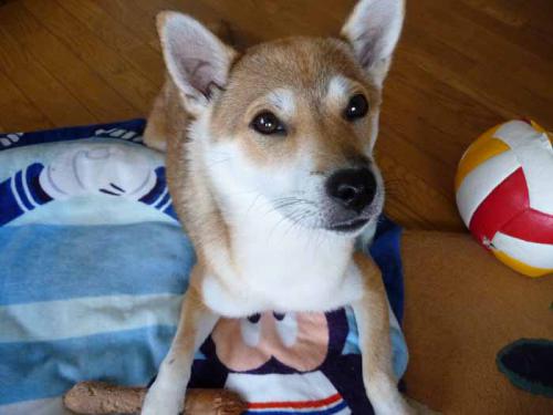 P1040217-AZUKI.jpg