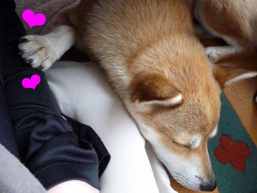 P1040229+AZUKI.jpg