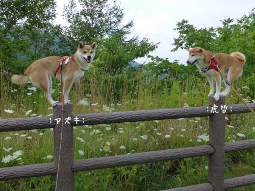 P1040298+AZUKI.jpg