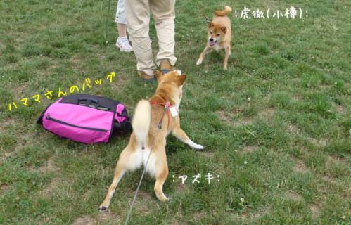 P1040324+AZUKI.jpg