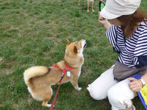 P1040328+AZUKI.jpg