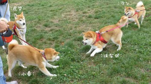 P1040373+AZUKI.jpg