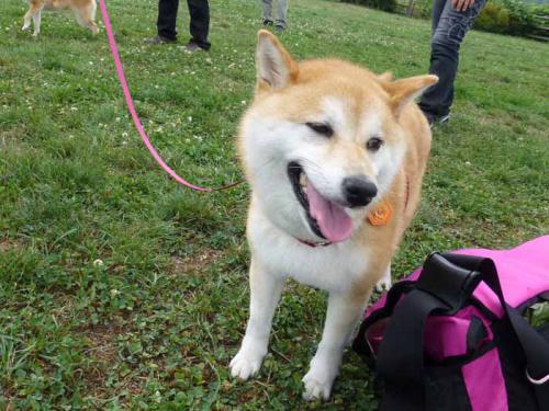 P1040380+AZUKI.jpg