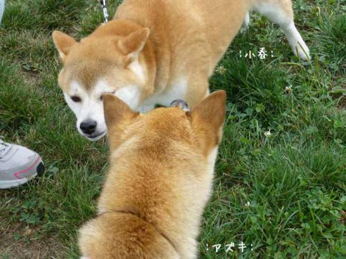 P1040388+AZUKI.jpg