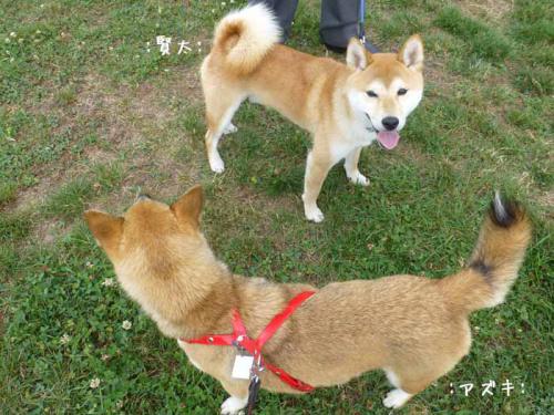 P1040411+AZUKI.jpg