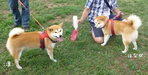 P1040423+AZUKI.jpg
