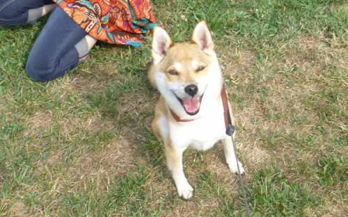 P1040449+AZUKI.jpg