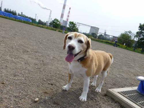 P1040704+AZUKI.jpg