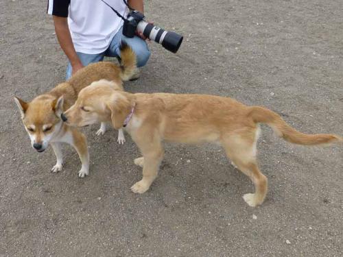 P1040716+AZUKI.jpg