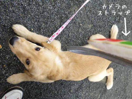 P1040759+AZUKI.jpg