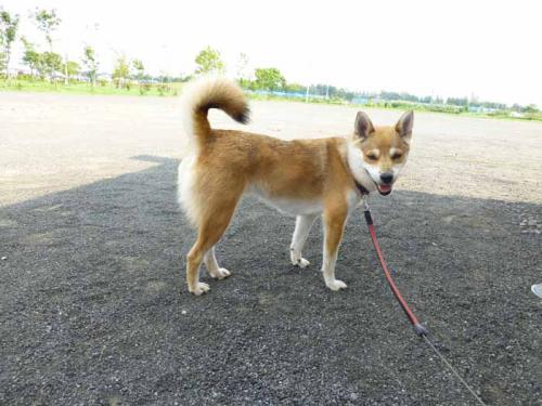 P1040761+AZUKI.jpg