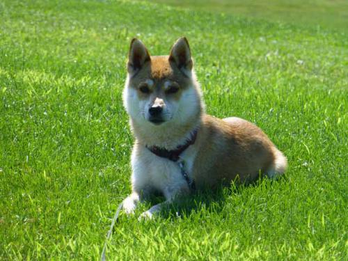 P1040855+AZUKI.jpg