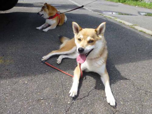 P1040900+AZUKI.jpg