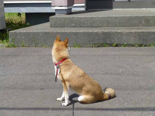 P1040918+AZUKI.jpg