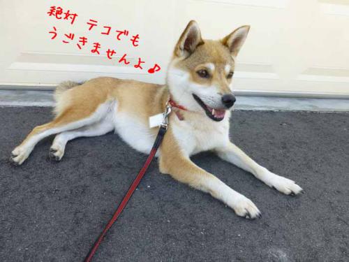 P1040930+AZUKI.jpg
