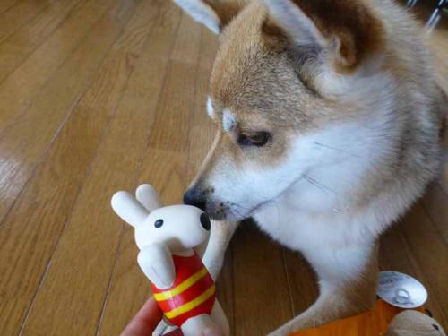 P1040951+AZUKI.jpg