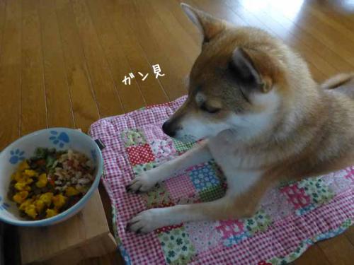 P1040963+AZUKI.jpg