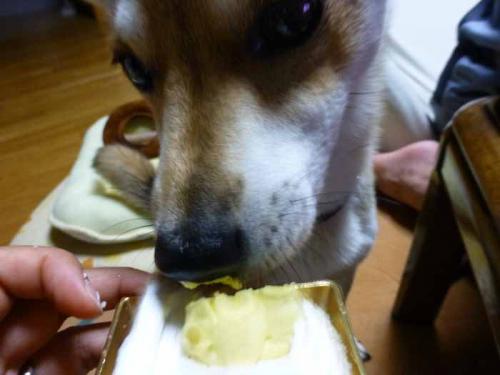 P1050013+AZUKI.jpg