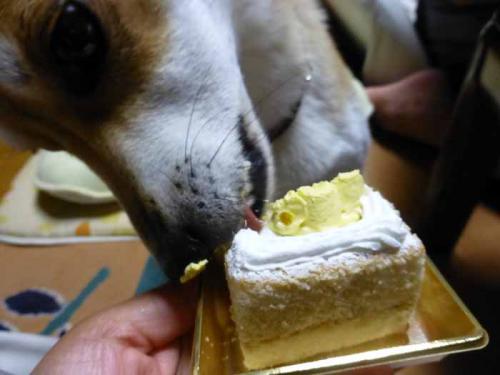 P1050022+AZUKI.jpg