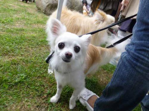 P1050096+AZUKI.jpg