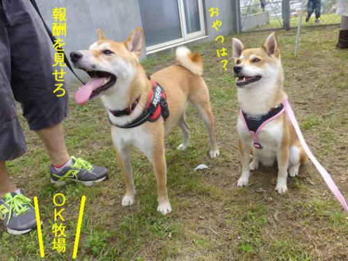 P1050112+AZUKI.jpg