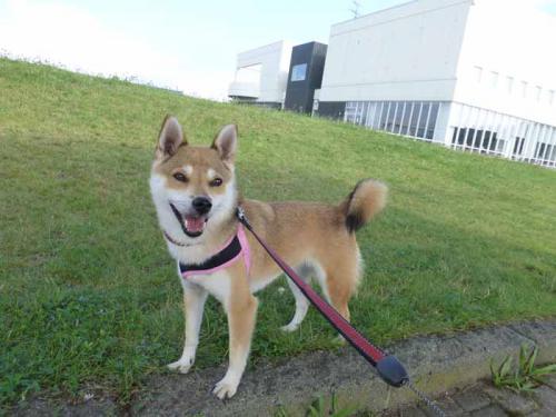 P1050173+AZUKI.jpg