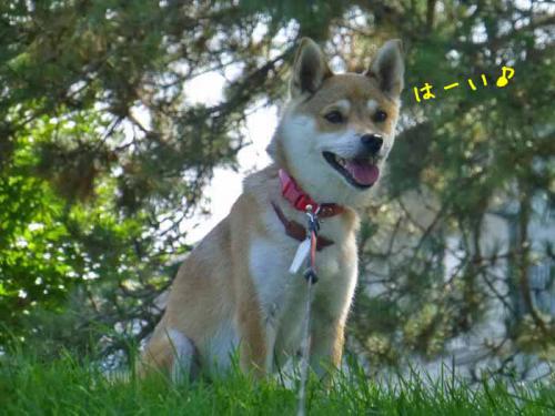 P1050340+AZUKI.jpg