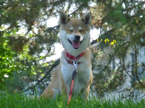P1050342+AZUKI.jpg