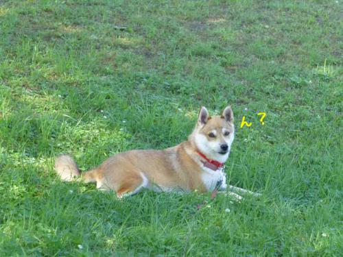 P1050348+AZUKI.jpg