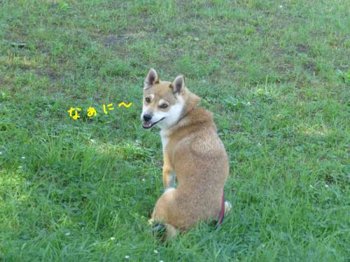 P1050350+AZUKI.jpg