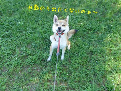 P1050352+AZUKI.jpg