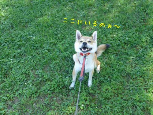P1050354+AZUKI.jpg