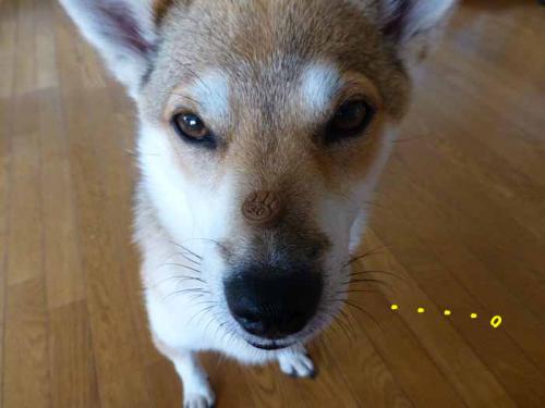 P1050359+AZUKI.jpg