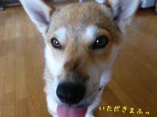 P1050363+AZUKI.jpg