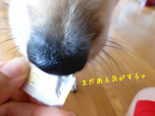 P1050365+AZUKI.jpg