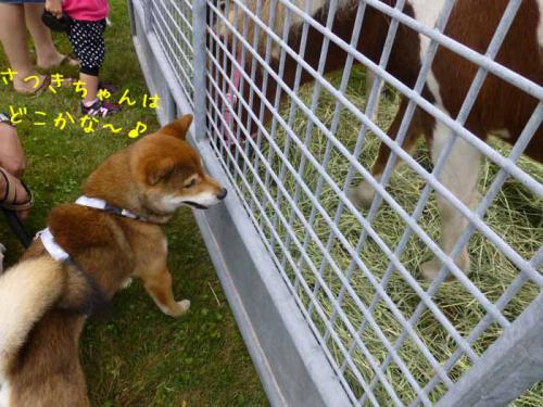 P1050433+AZUKI.jpg
