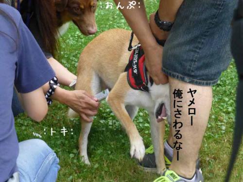 P1050456+AZUKI.jpg