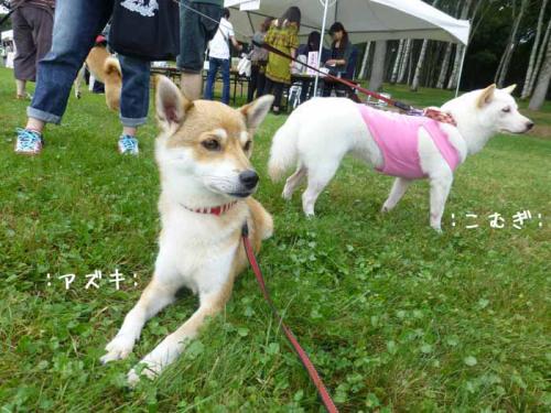 P1050496+AZUKI.jpg