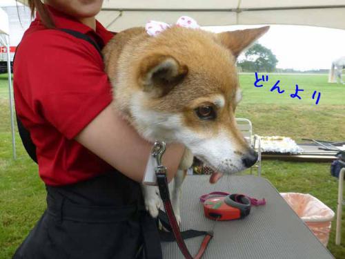 P1050505+AZUKI.jpg