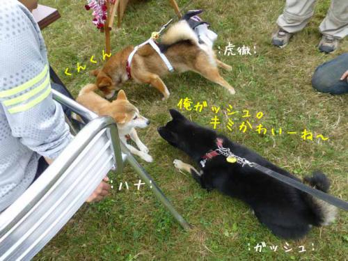 P1050535+AZUKI.jpg
