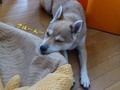 P1050814+AZUKI.jpg