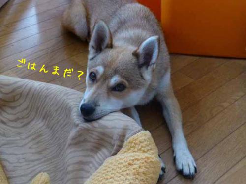 P1050818+AZUKI.jpg