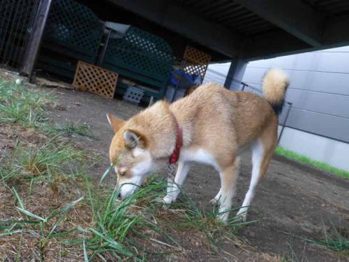 P1050838+AZUKI.jpg