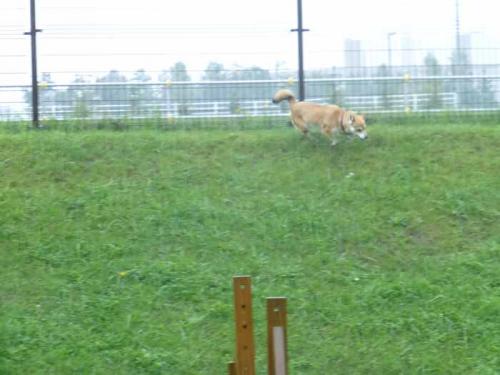 P1050848+AZUKI.jpg