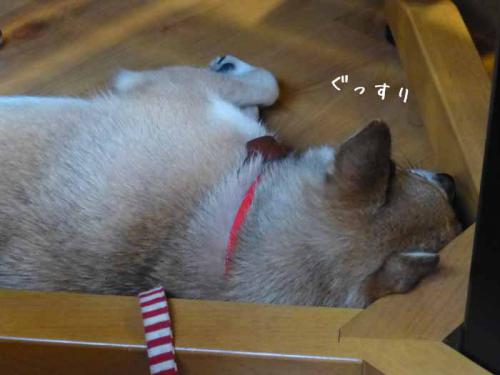 P1050885+AZUKI.jpg